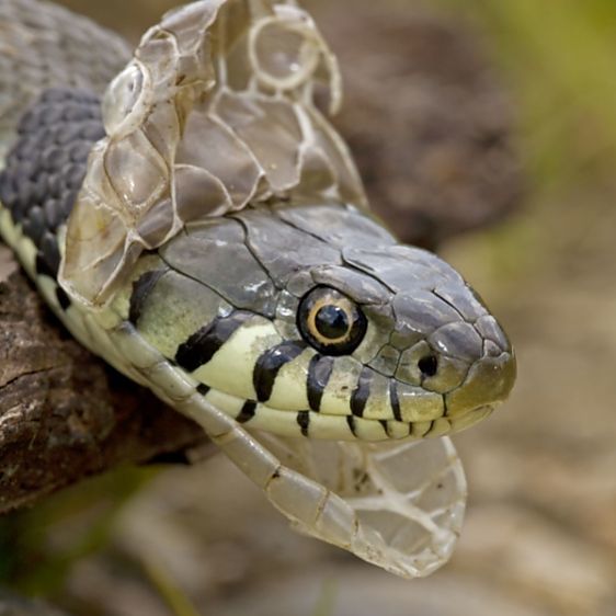 cambio de piel en serpientes