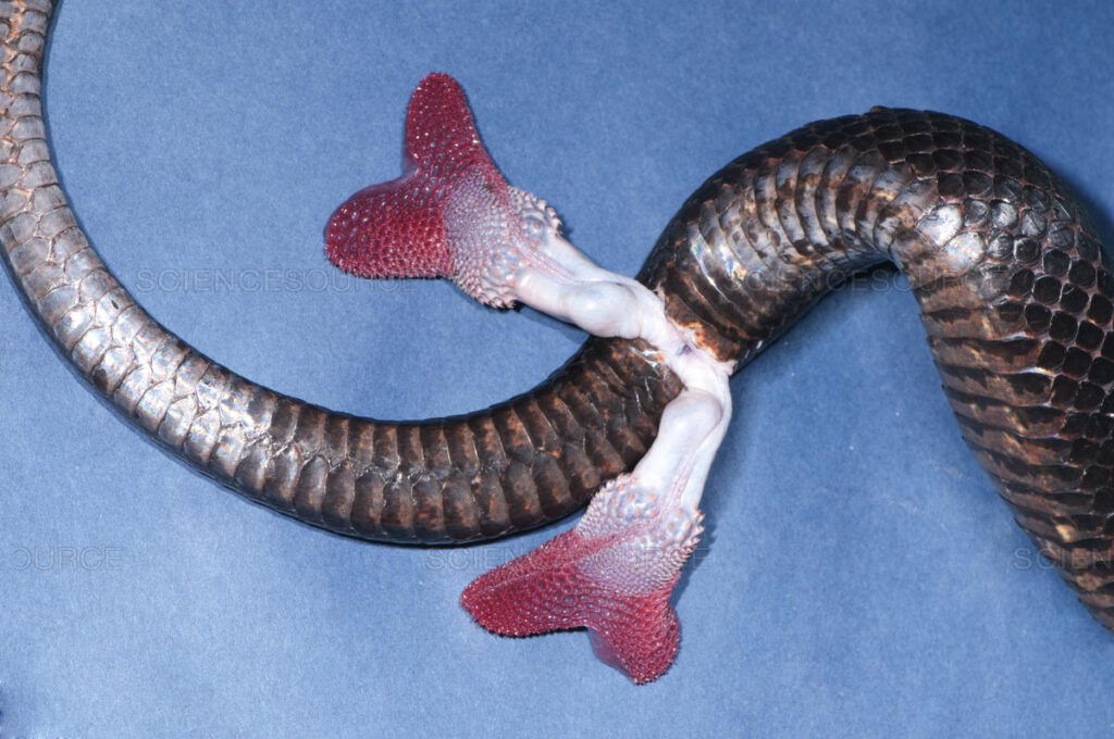 hemipenes serpiente black rat