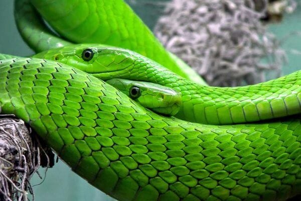 serpiente verde