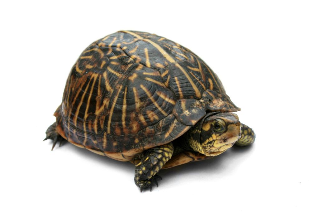 tortugas de caja