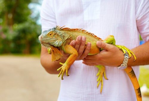 agarrar iguana