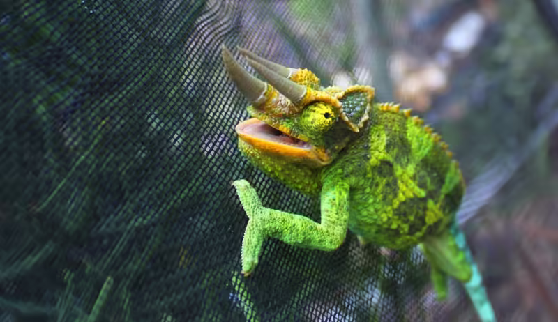 camaleón de jackson