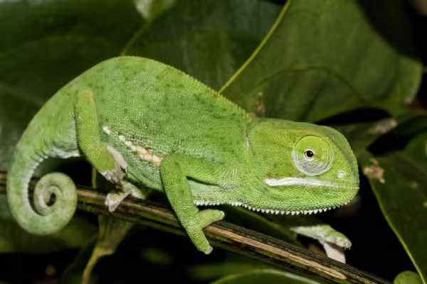 camaleon de senegal