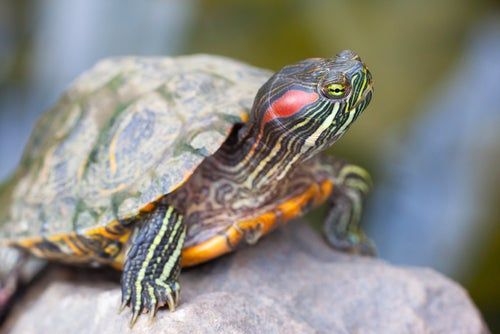 tortuga de orejas roja