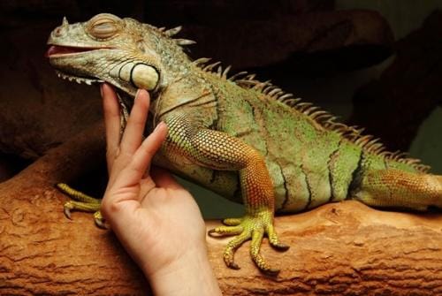 domesticar iguana