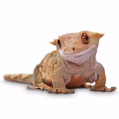 Gecko Crestado