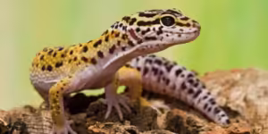 gecko leopardo