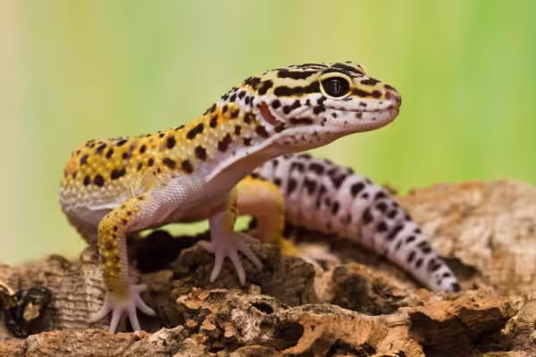 gecko leopardo