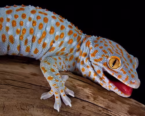 Gecko tokay