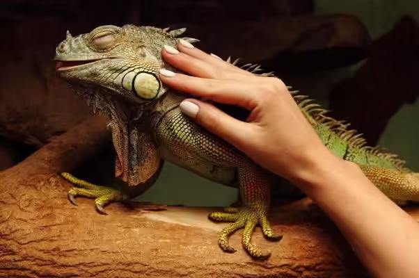 iguanas mascota