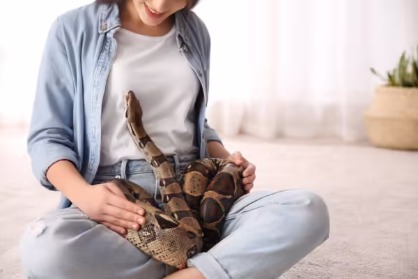 serpientes como mascota
