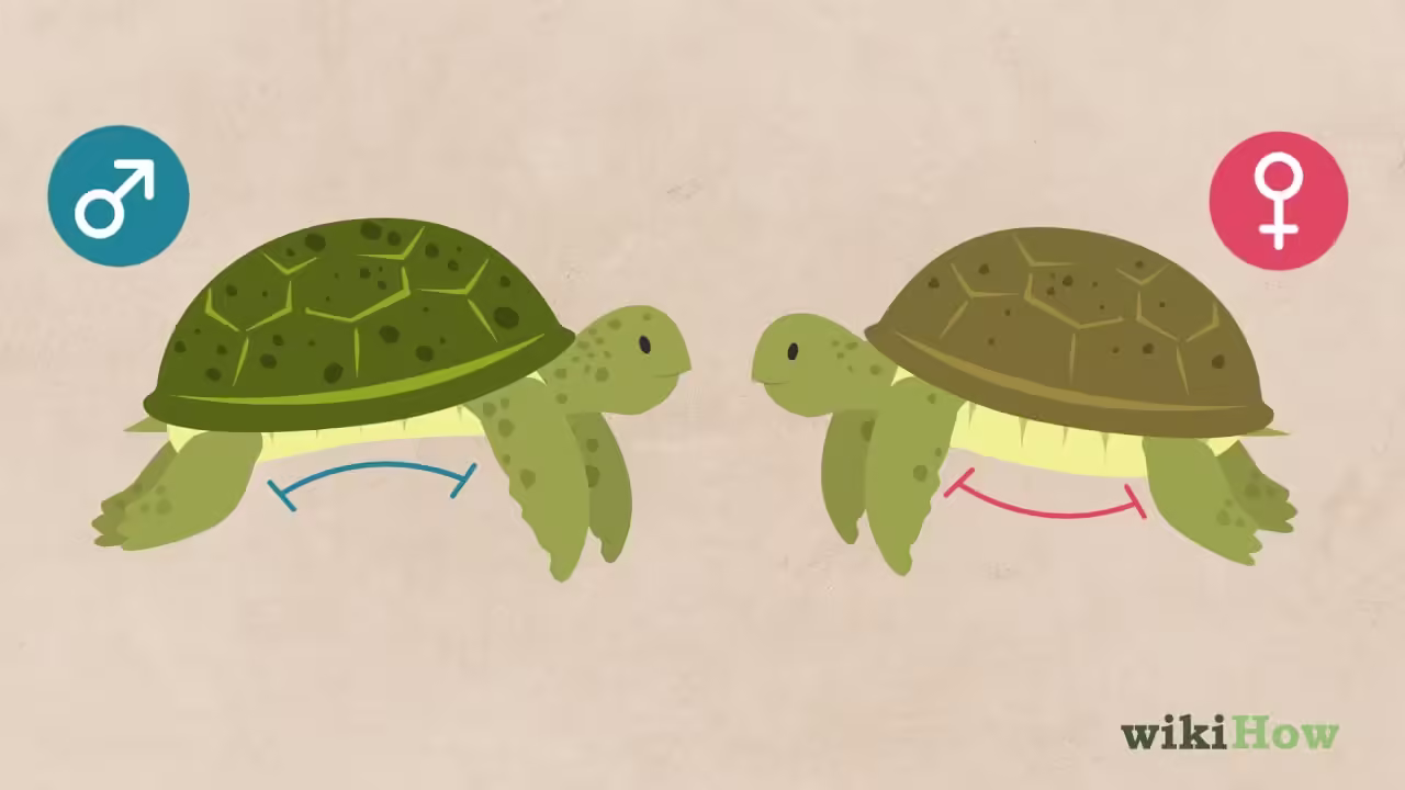sexo de una tortuga
