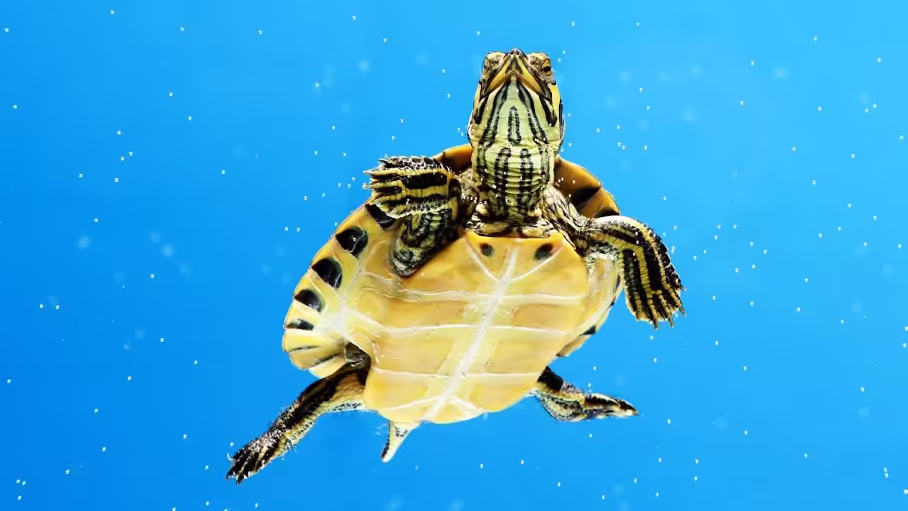 como cuidar una tortuga de agua