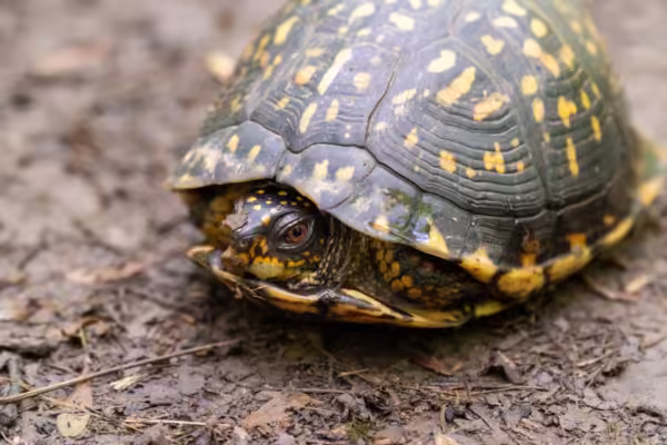 tortuga hibernando