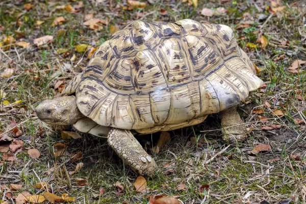 Tortuga Leopardo